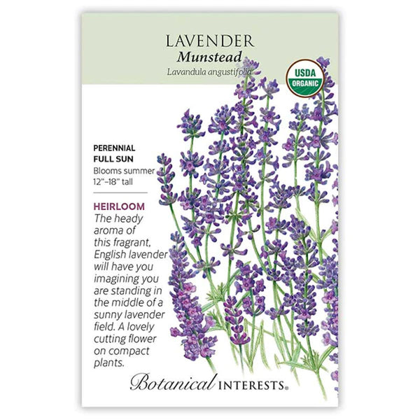 Lavender - Munstead