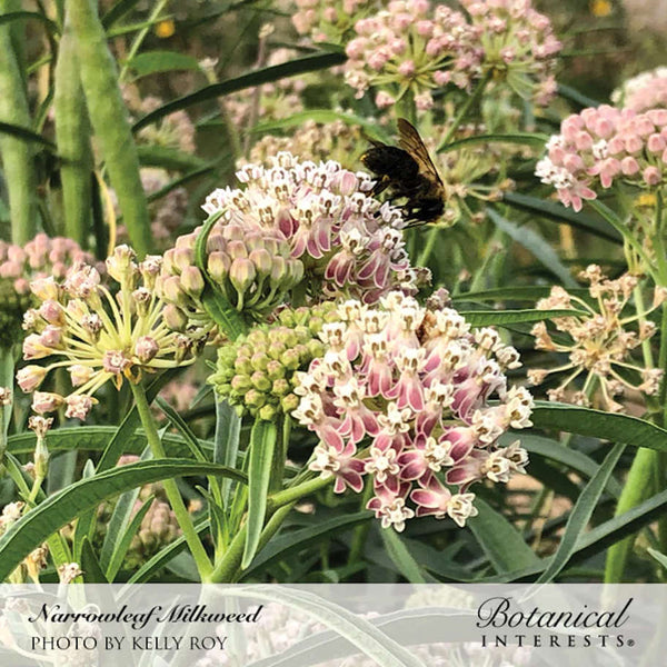 Milkweed - Narrowleaf