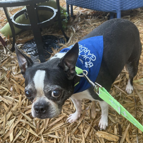 Dog Collar - Bok Tower Gardens