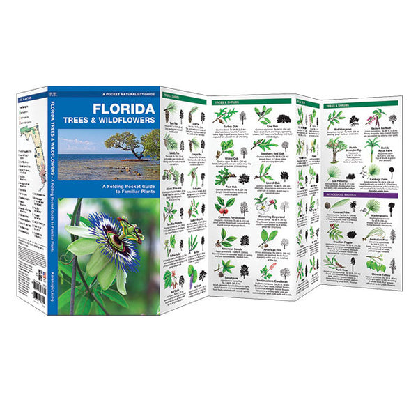 Florida Trees & Wildflowers Folding Pocket Guide