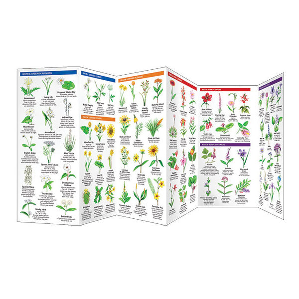 Florida Trees & Wildflowers Folding Pocket Guide
