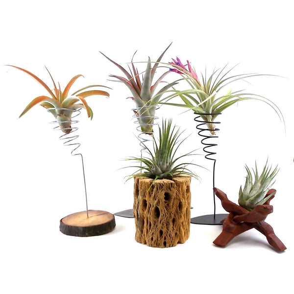 Air Plant Display Stands