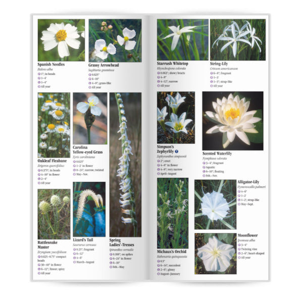 Wildflowers Of Central Florida Folding Pocket Guide